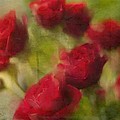 A Shower of Roses