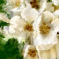 Fresh White Linen