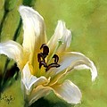 Lily of the Field