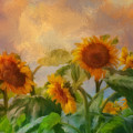 Tuscan Sunflowers